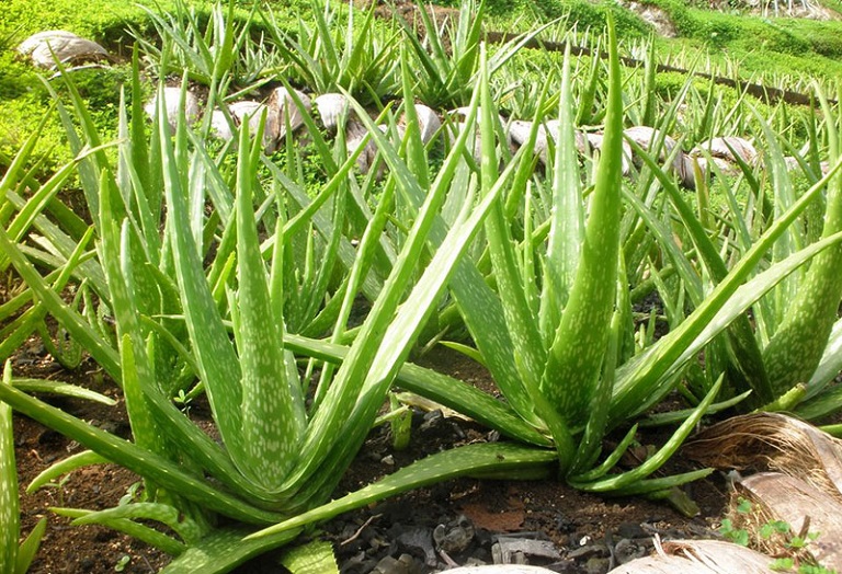Trồng cây nha đam đơn giản tại nhà
